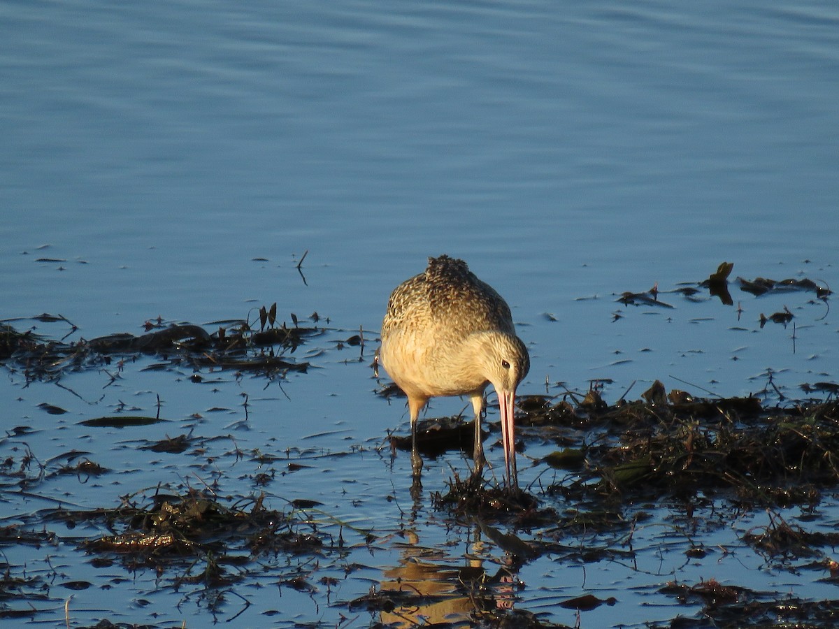 Kuliska kanelakara - ML646826445