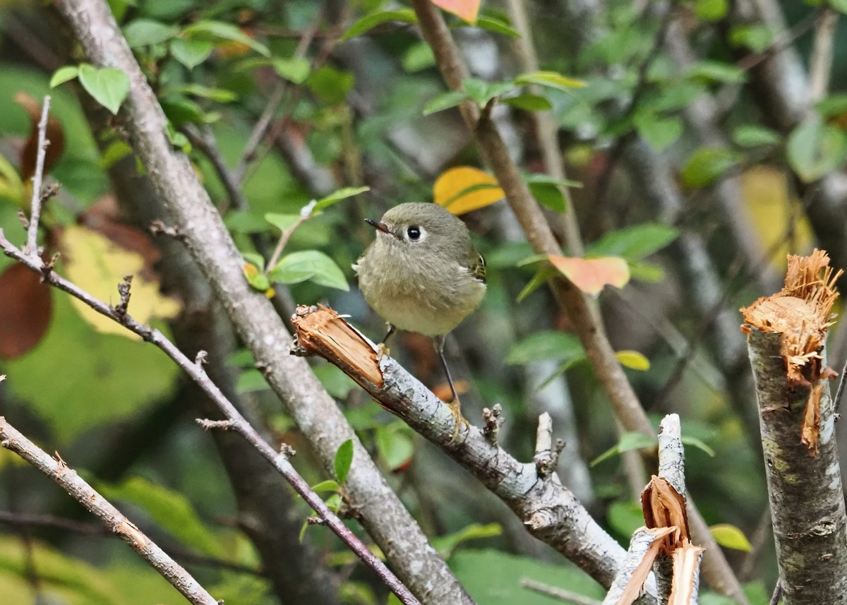 Reyezuelo Rubí - ML646826446