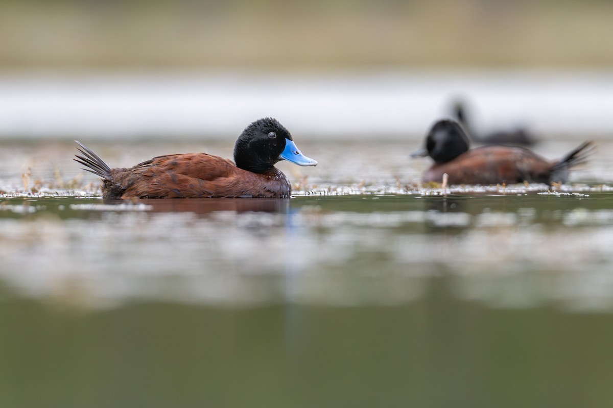 Blue-billed Duck - ML646826450