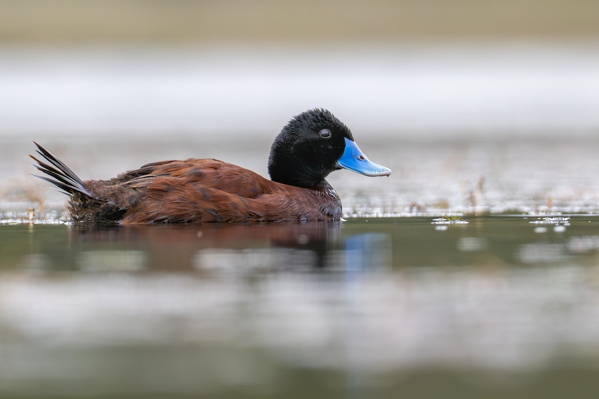 Blue-billed Duck - ML646826451