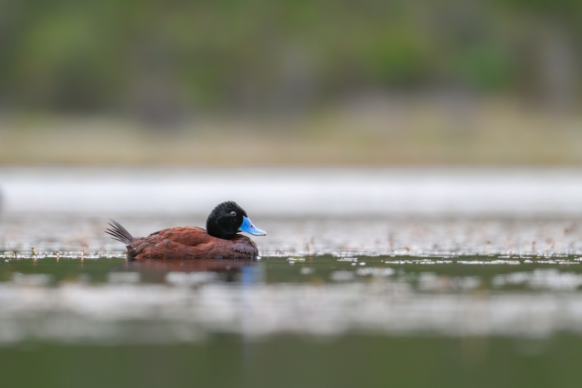 Blue-billed Duck - ML646826452
