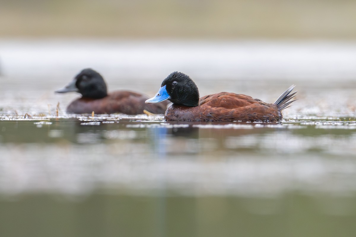 Blue-billed Duck - ML646826453