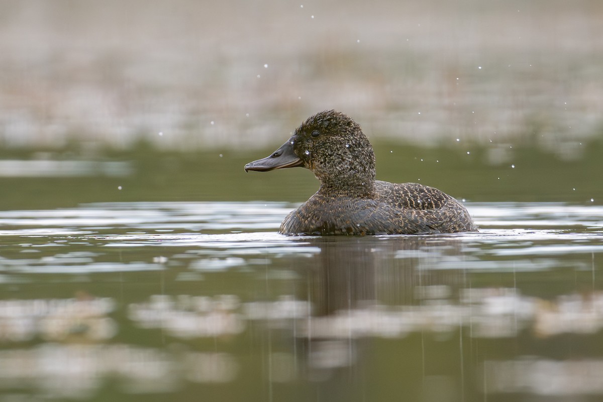 Blue-billed Duck - ML646826454