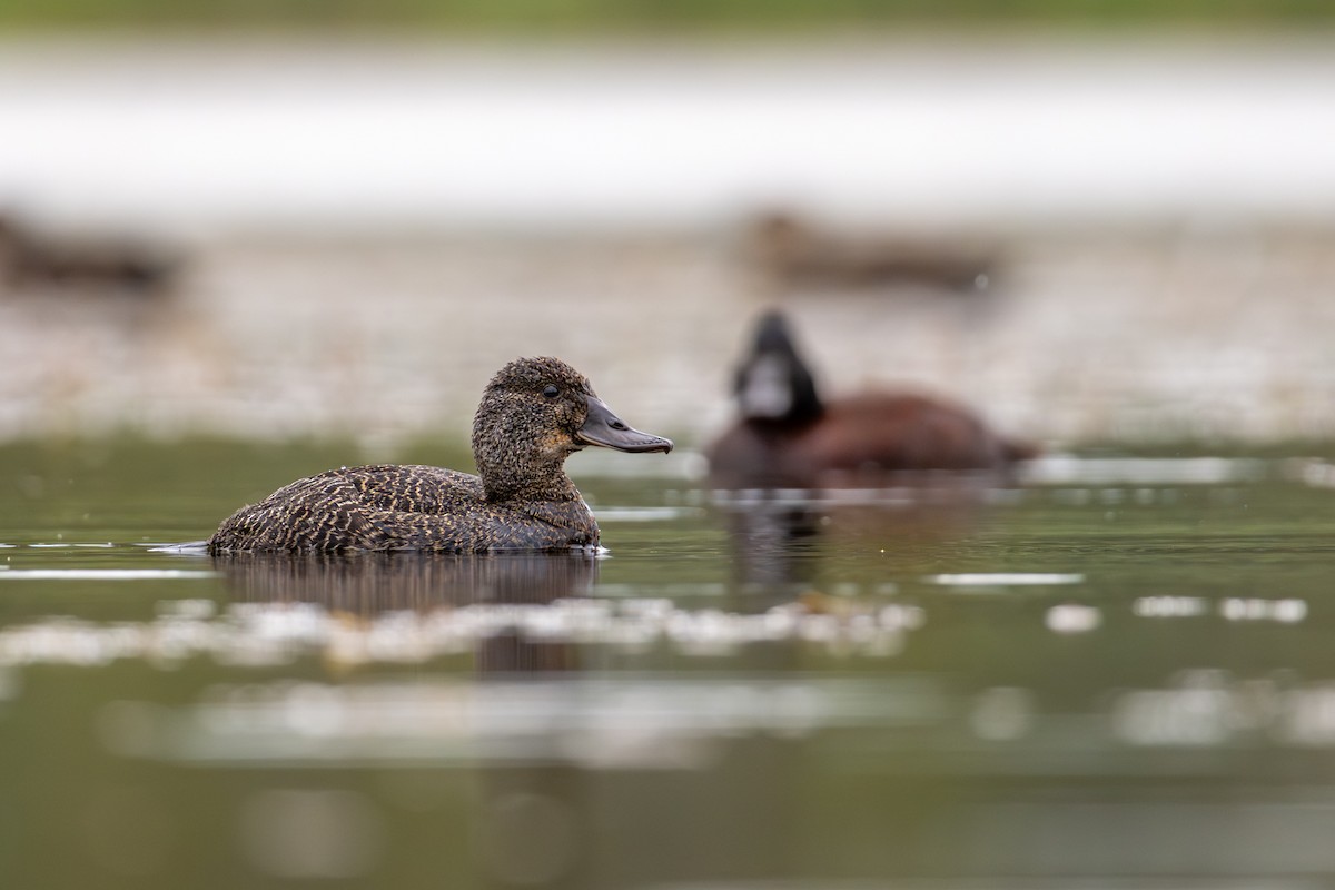Blue-billed Duck - ML646826455