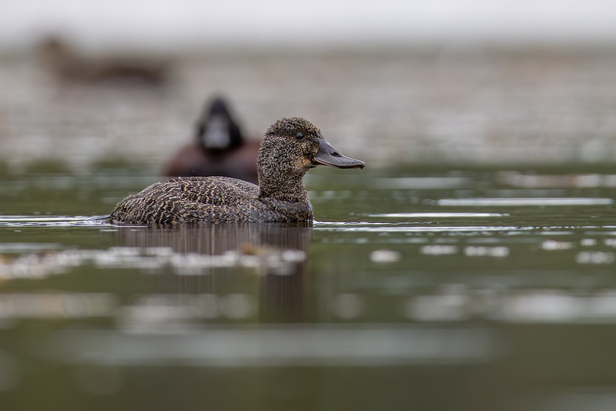 Blue-billed Duck - ML646826456