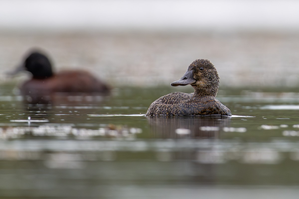 Blue-billed Duck - ML646826457