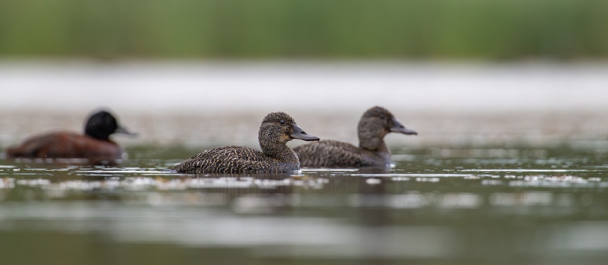 Blue-billed Duck - ML646826458