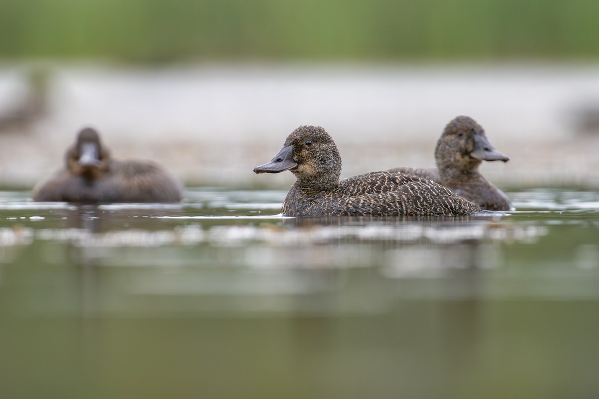 Blue-billed Duck - ML646826459