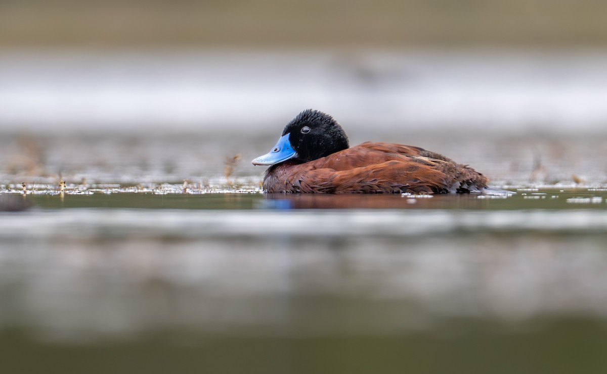 Blue-billed Duck - ML646826460