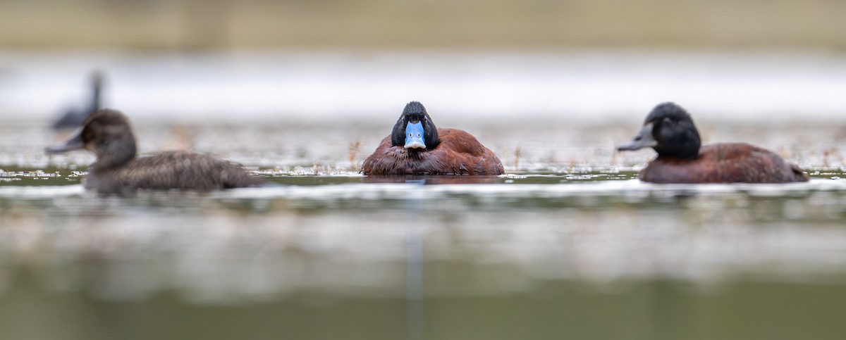 Blue-billed Duck - ML646826461