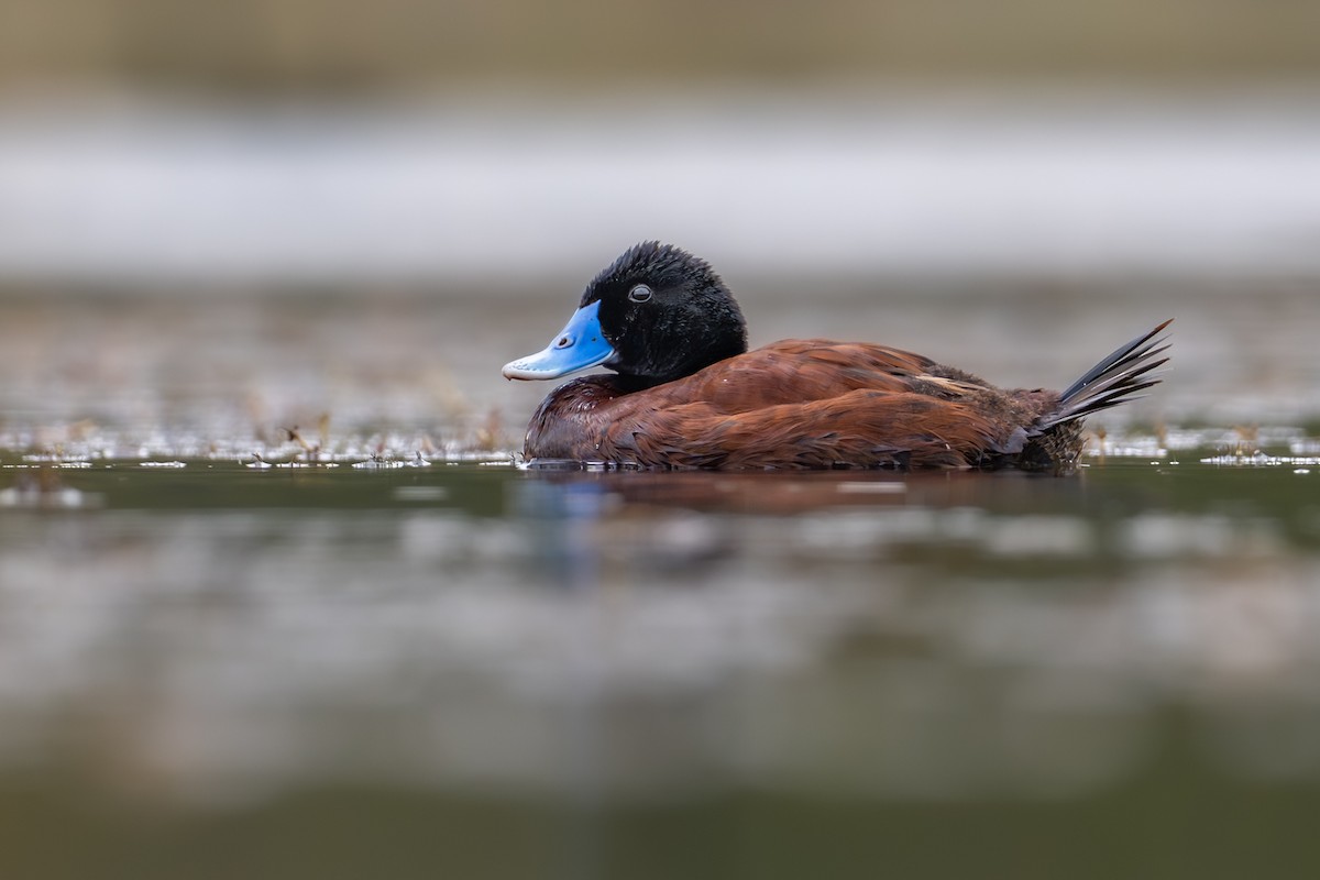 Blue-billed Duck - ML646826462