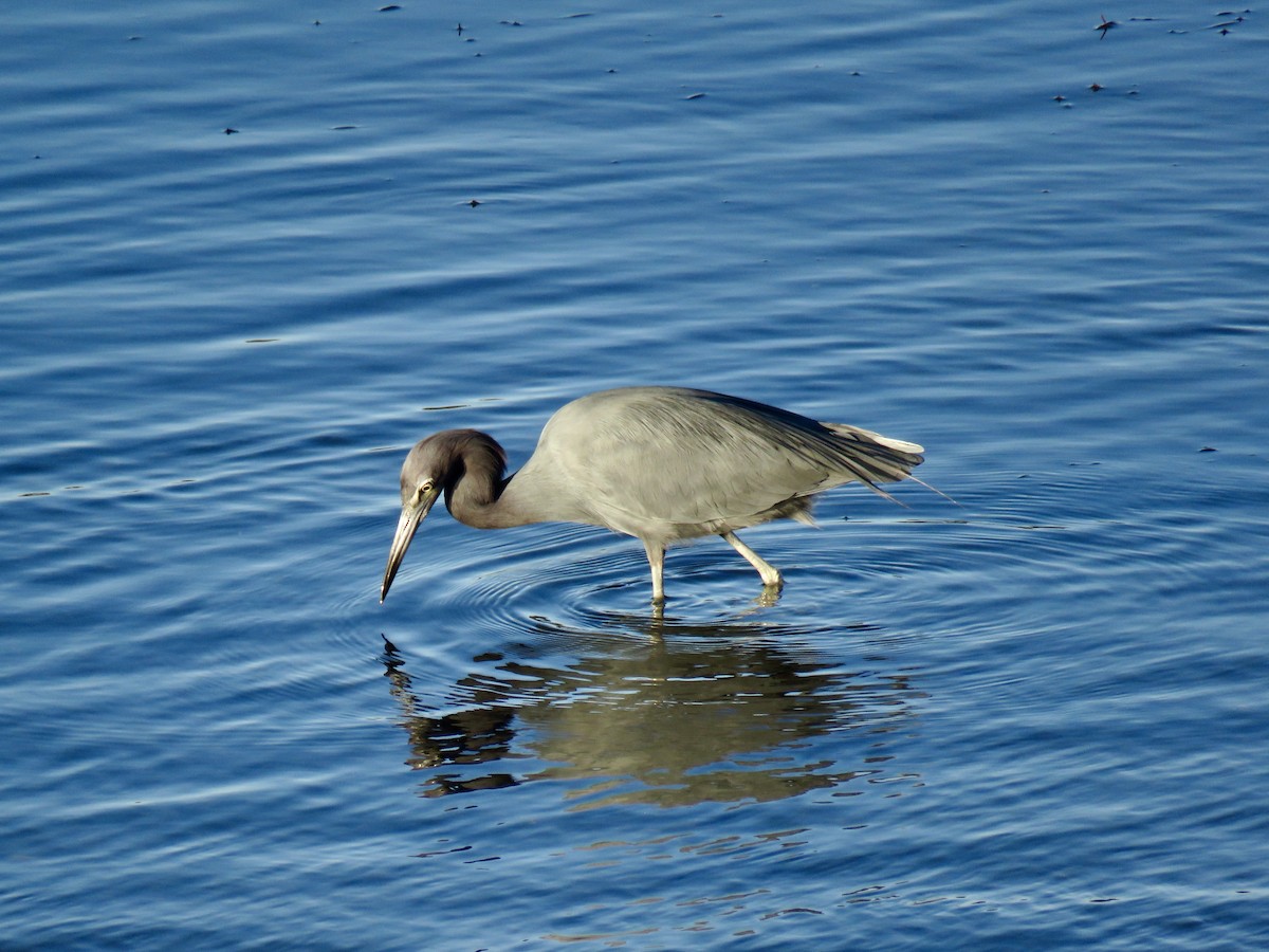 Koartzatxo urdina - ML646826463