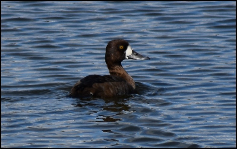 Lesser Scaup - ML646826464
