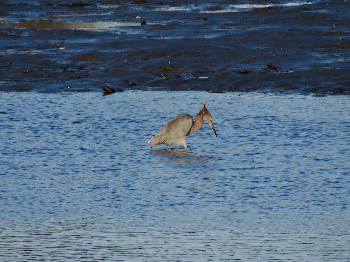 Reddish Egret - ML646826465
