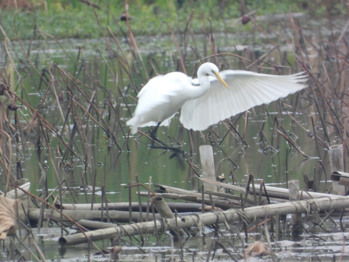 Great Egret - ML646826466