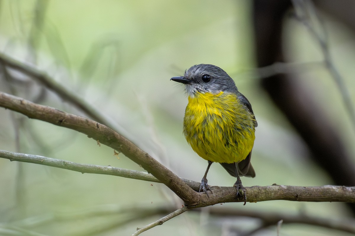 Doğulu Sarı Bülbül - ML646826467