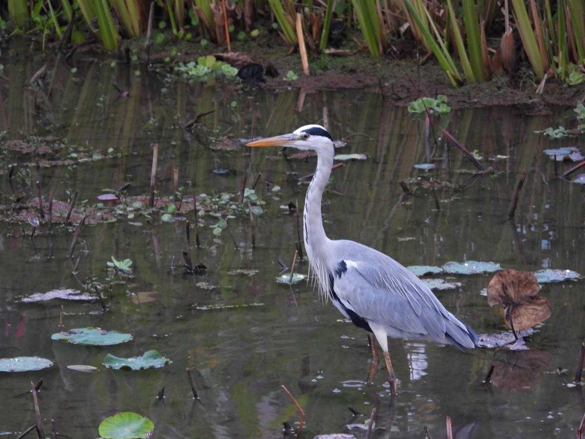 Хөх дэглий - ML646826468