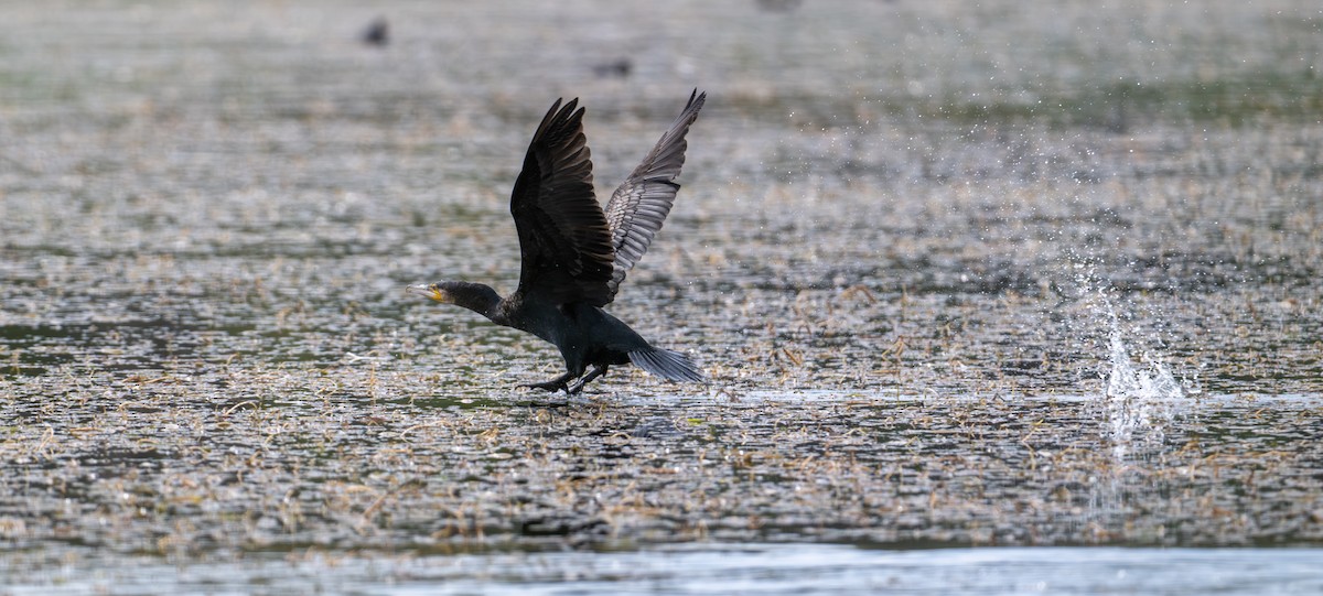 Great Cormorant - ML646826469