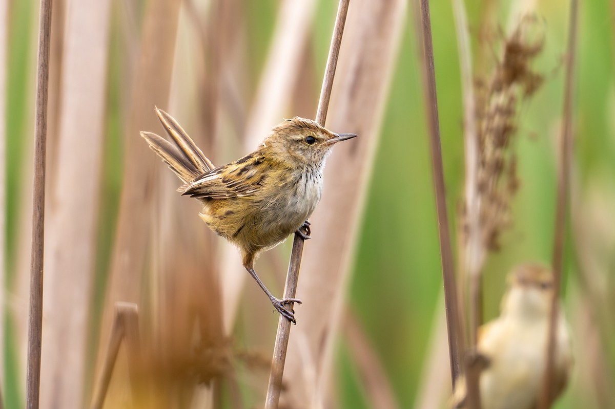 Little Grassbird - ML646826470