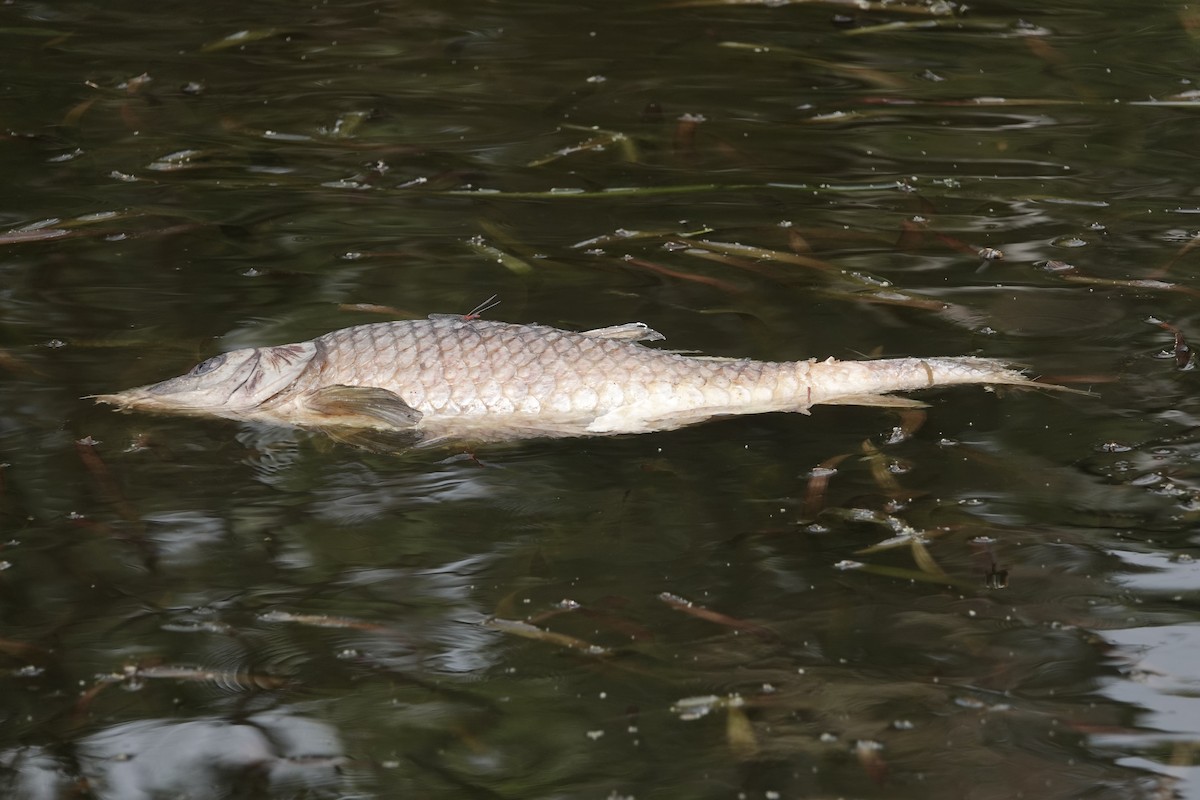 Common Carp - ML646826471