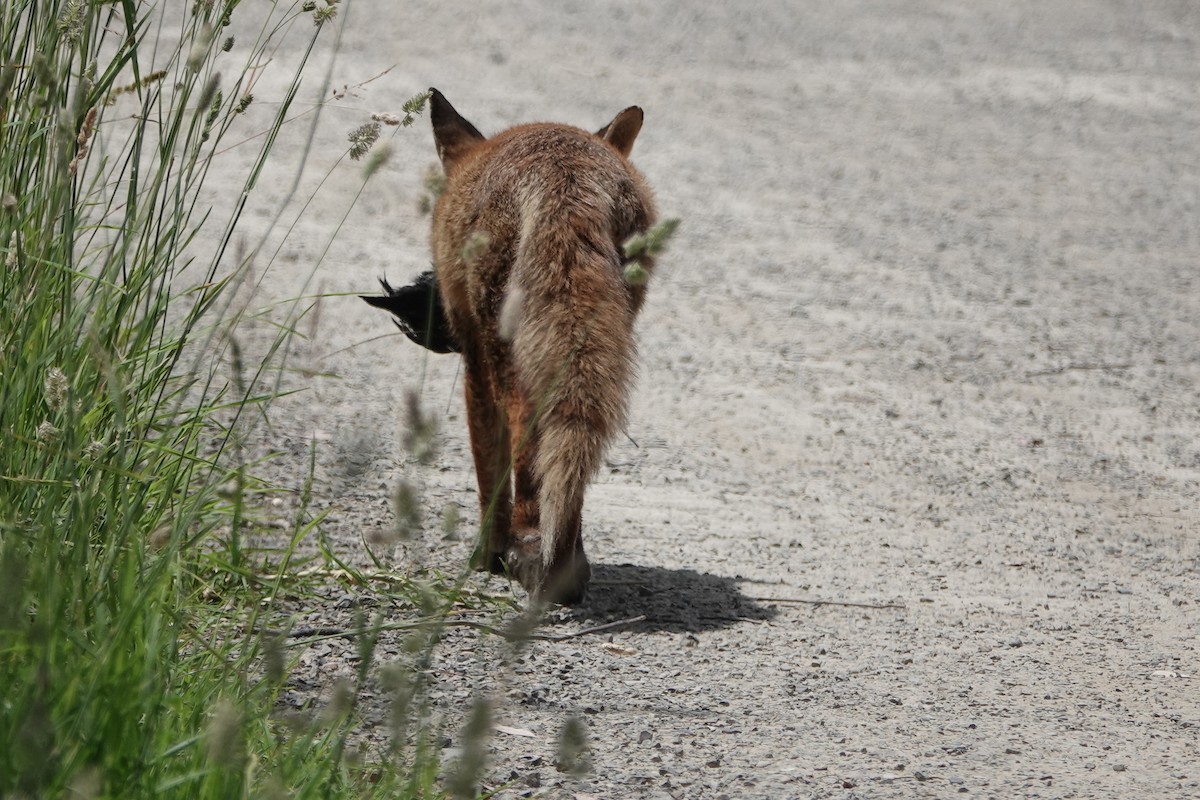 Red Fox - ML646826472