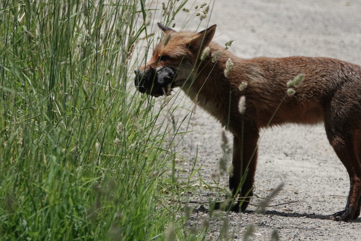 Red Fox - ML646826473