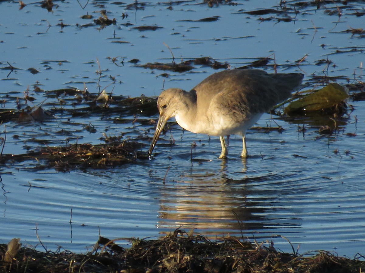 Willet - ML646826489