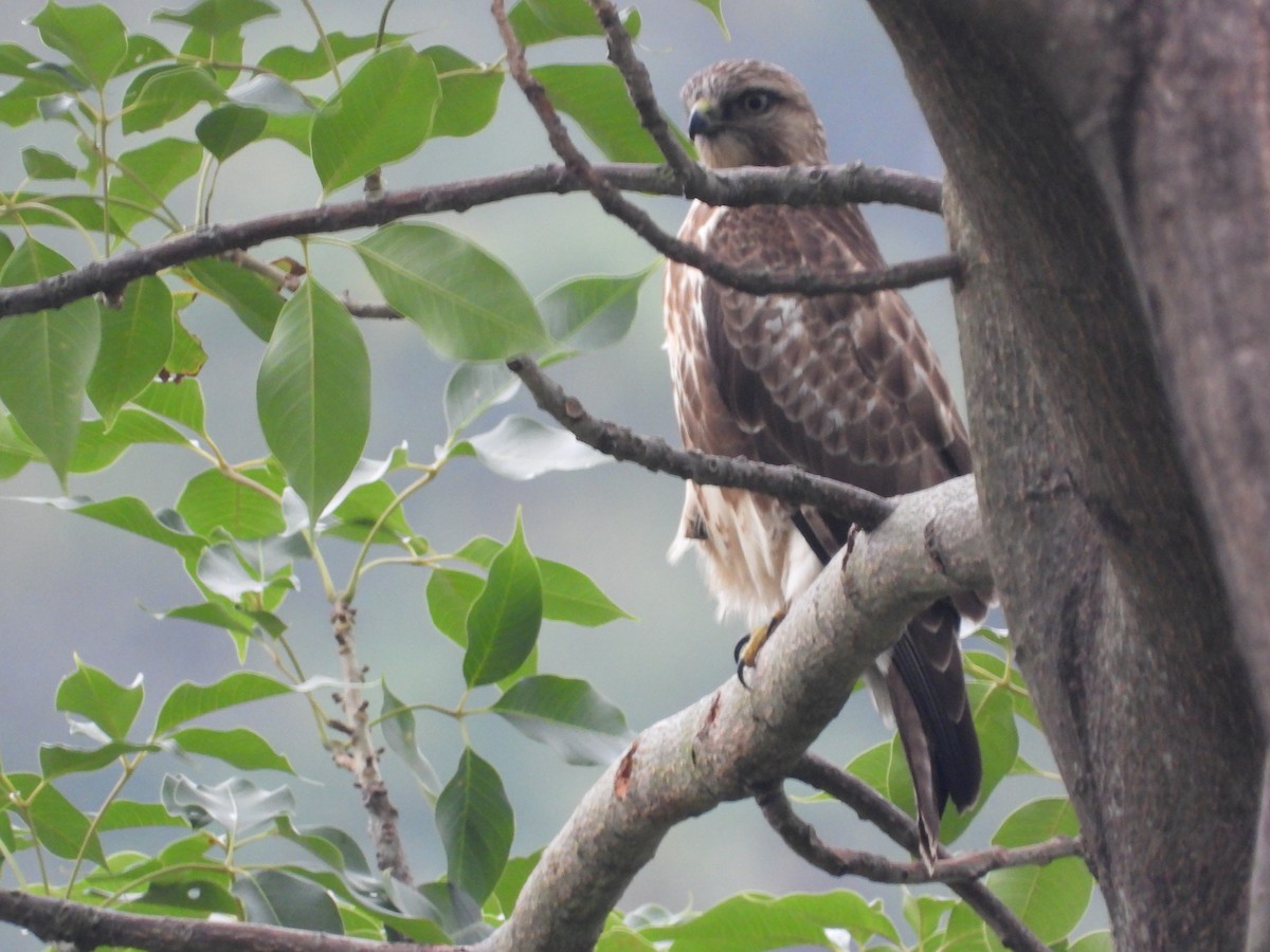עקב יפני - ML646826490