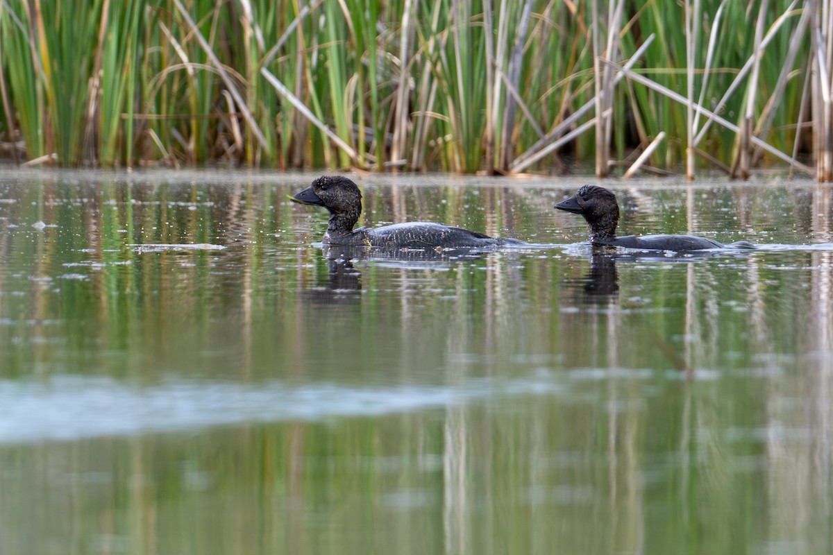Musk Duck - ML646826492