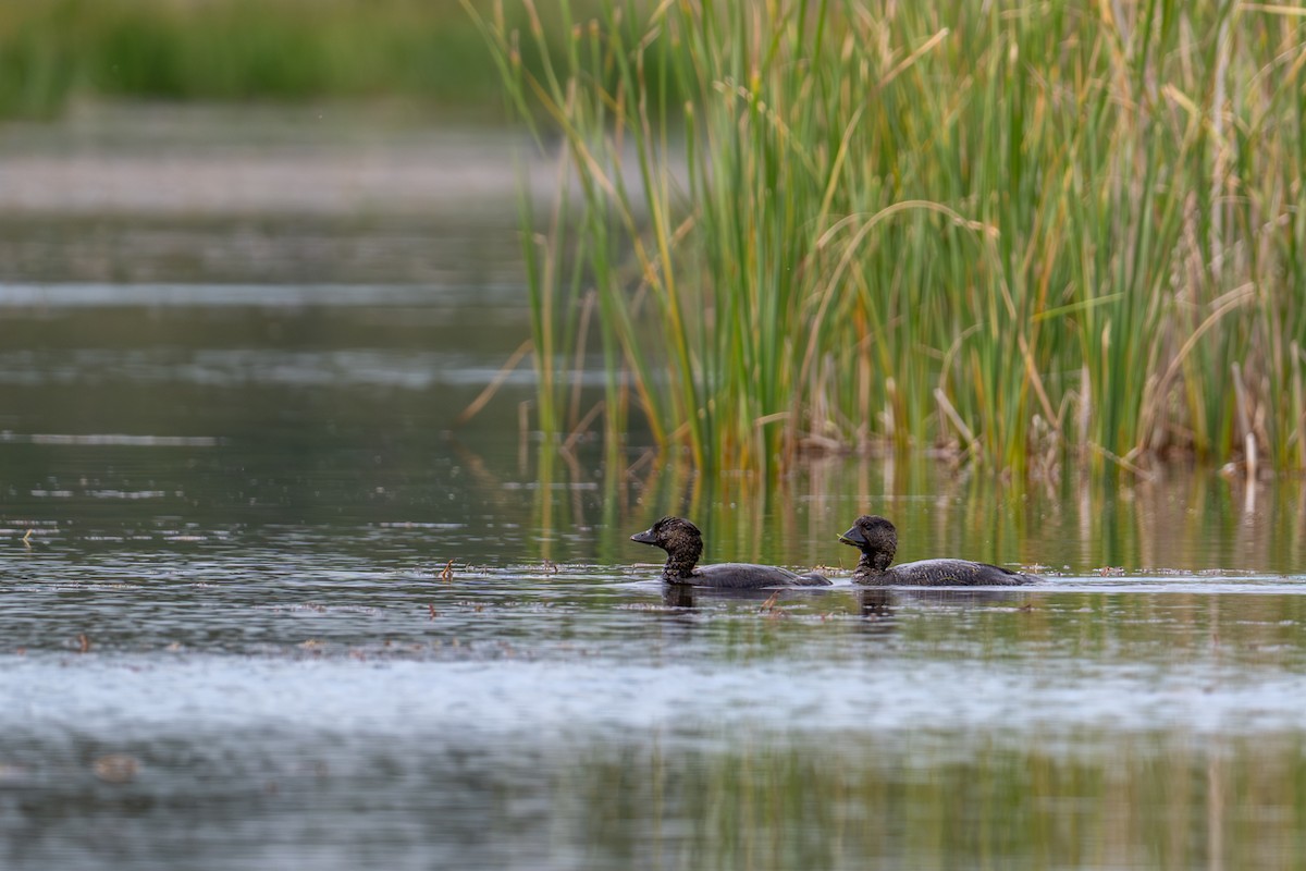 Musk Duck - ML646826493