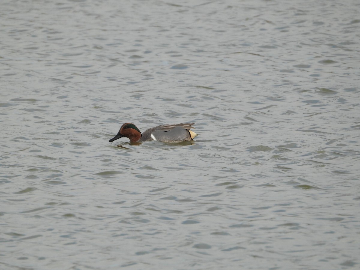 Green-winged Teal - ML646826494