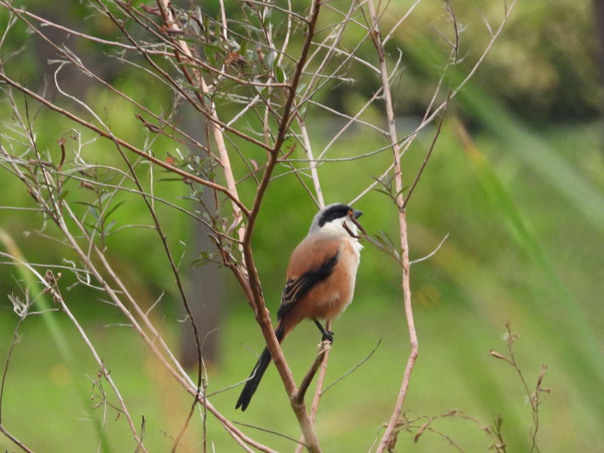 חנקן חלוד-גב - ML646826495