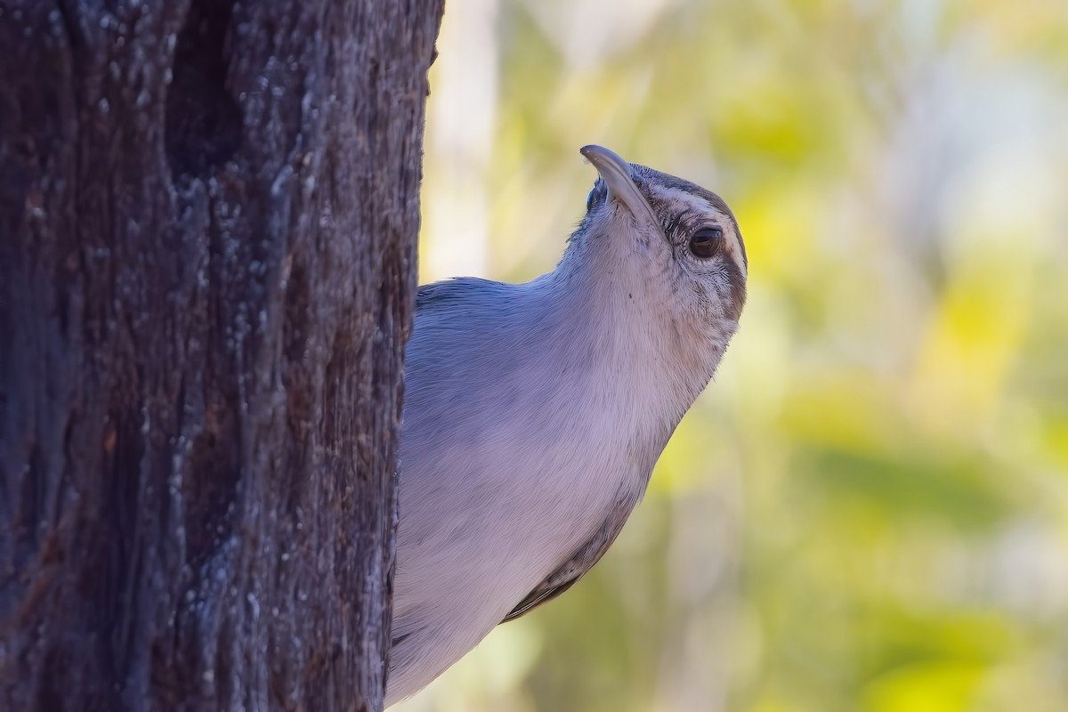 Bewick's Wren - ML646826500