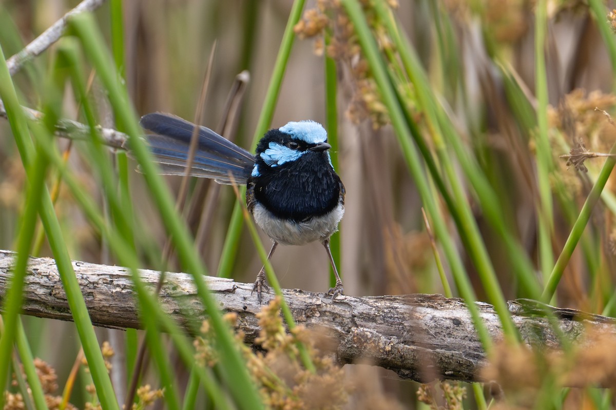 Superb Fairywren - ML646826501