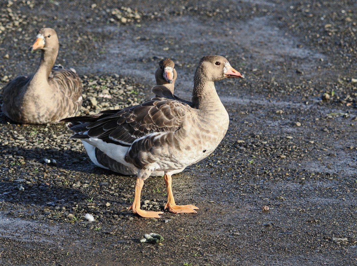 Ánsar Careto - ML646826515