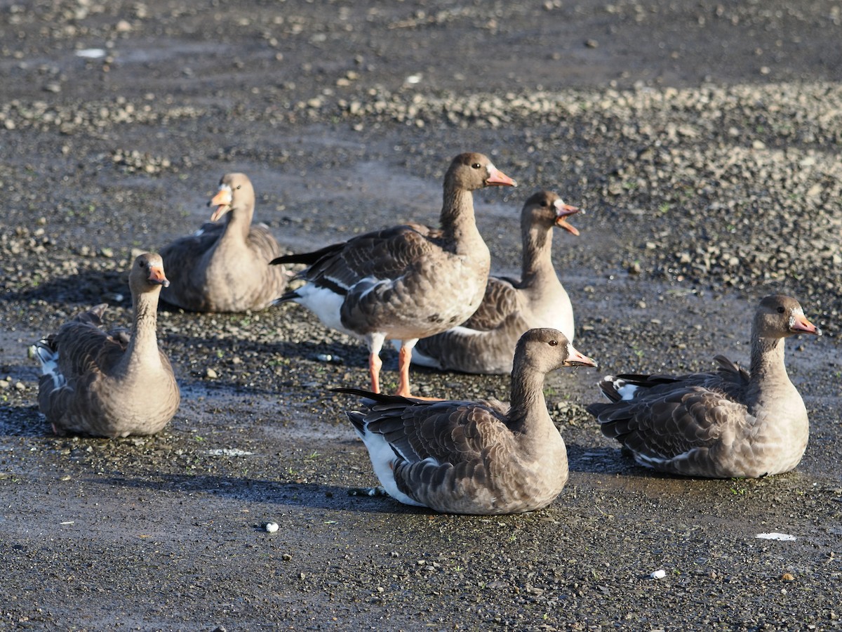 Ánsar Careto - ML646826516