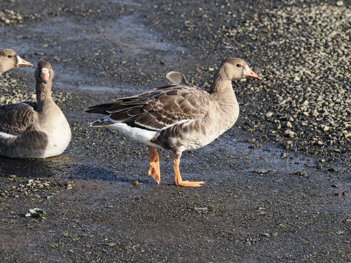 Ánsar Careto - ML646826517