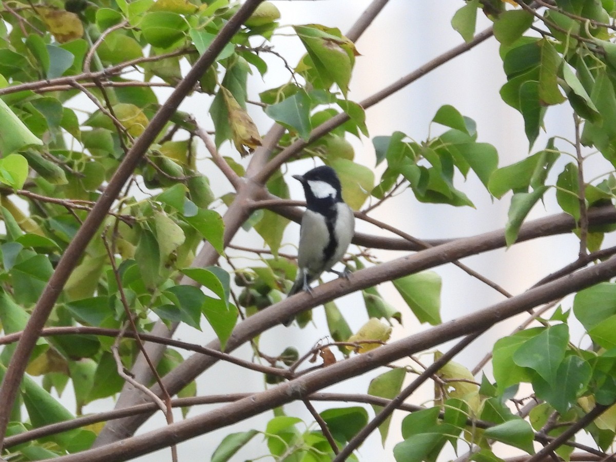 ירגזי אפרפר - ML646826530