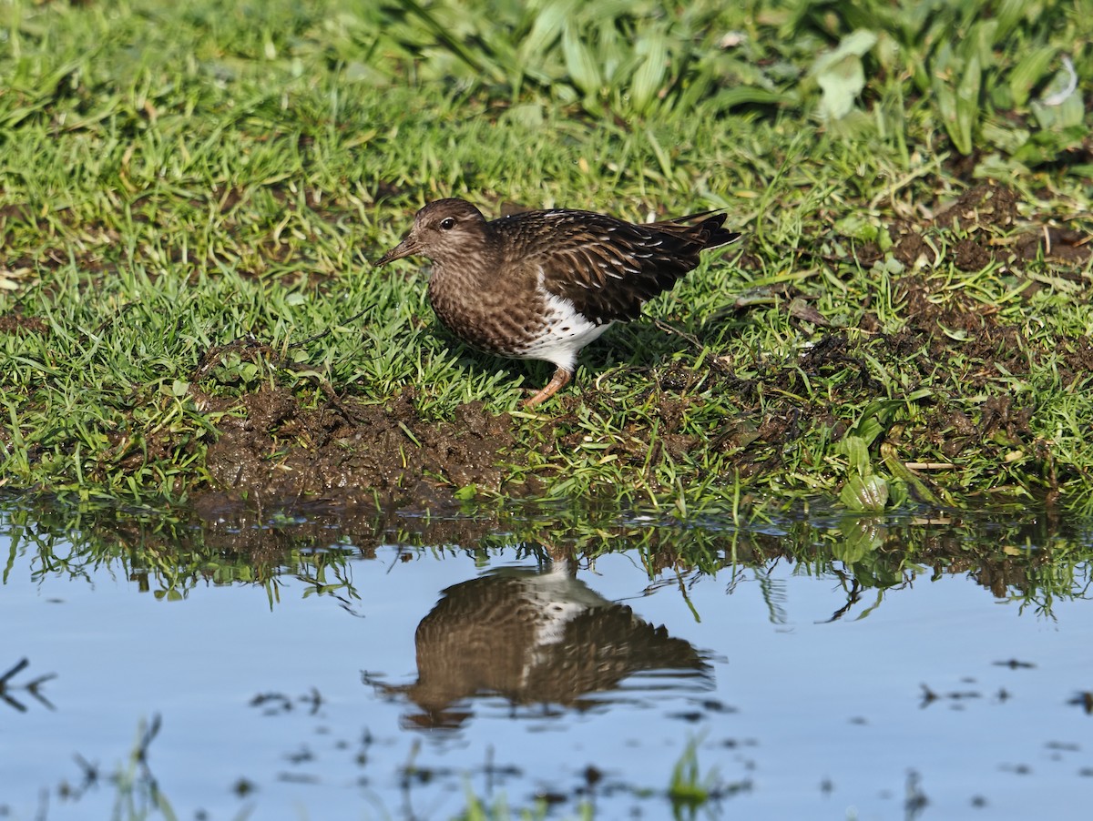 Vuelvepiedras Oscuro - ML646826532