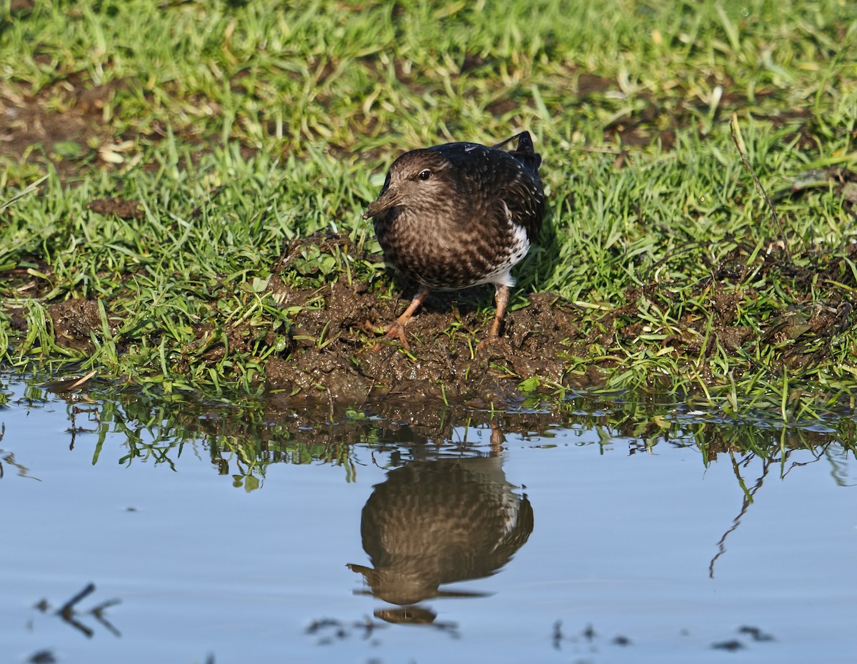 Vuelvepiedras Oscuro - ML646826533