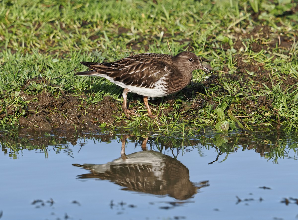 Vuelvepiedras Oscuro - ML646826534