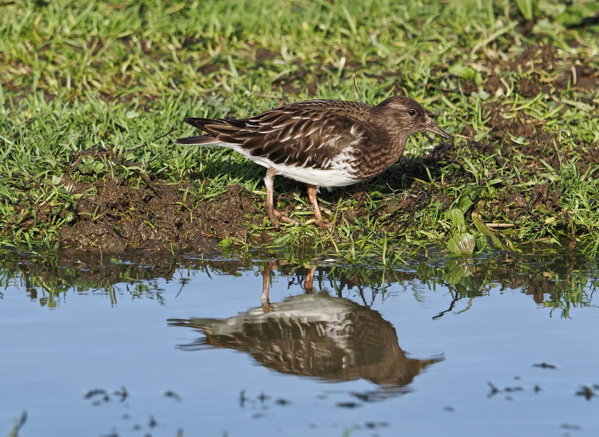 Vuelvepiedras Oscuro - ML646826535