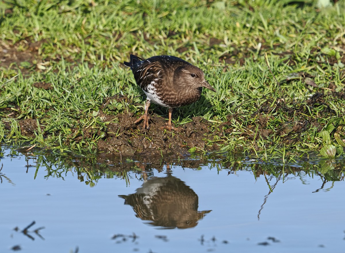 Vuelvepiedras Oscuro - ML646826536