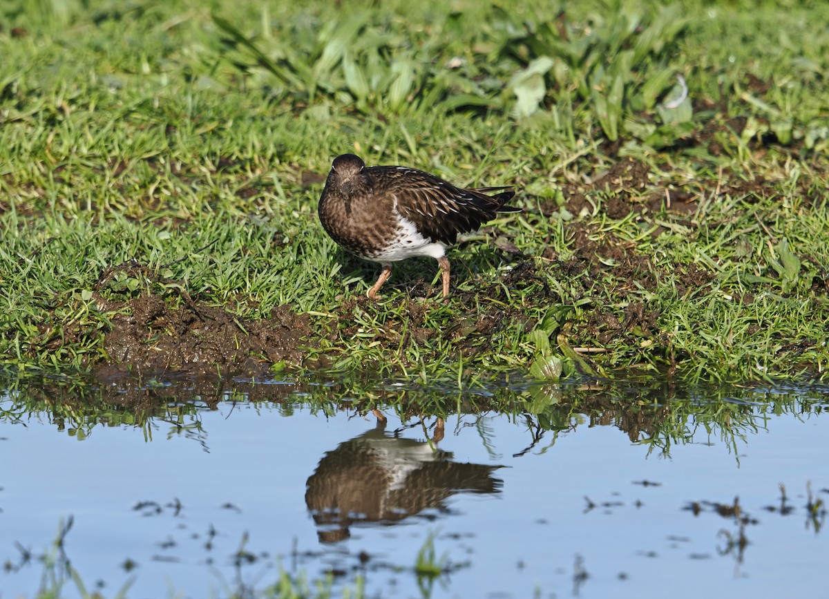 Vuelvepiedras Oscuro - ML646826537