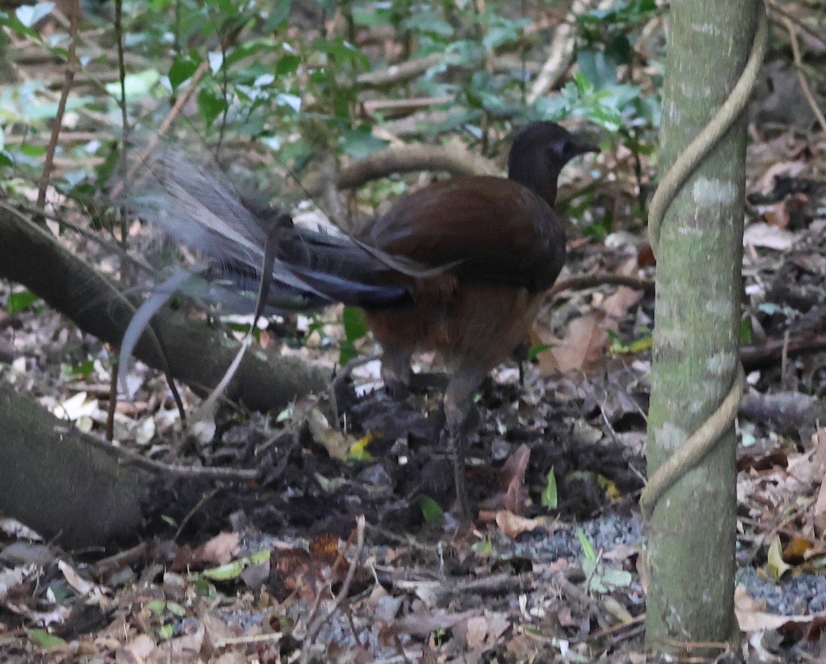 Albert's Lyrebird - ML646826538