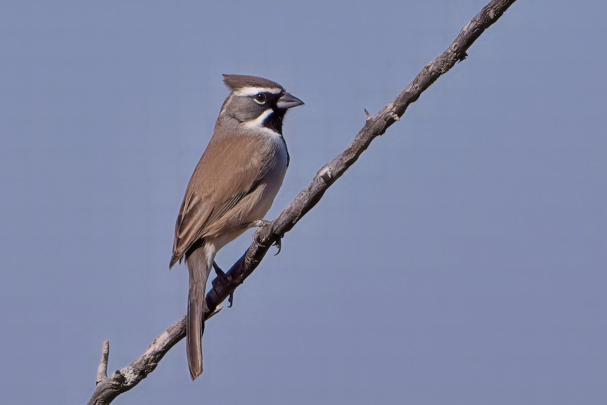 Black-throated Sparrow - ML646826541