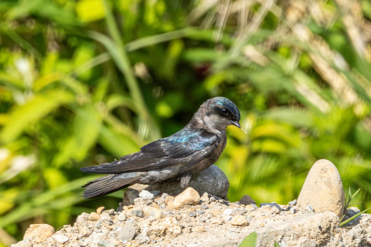Tree Swallow - ML646826542
