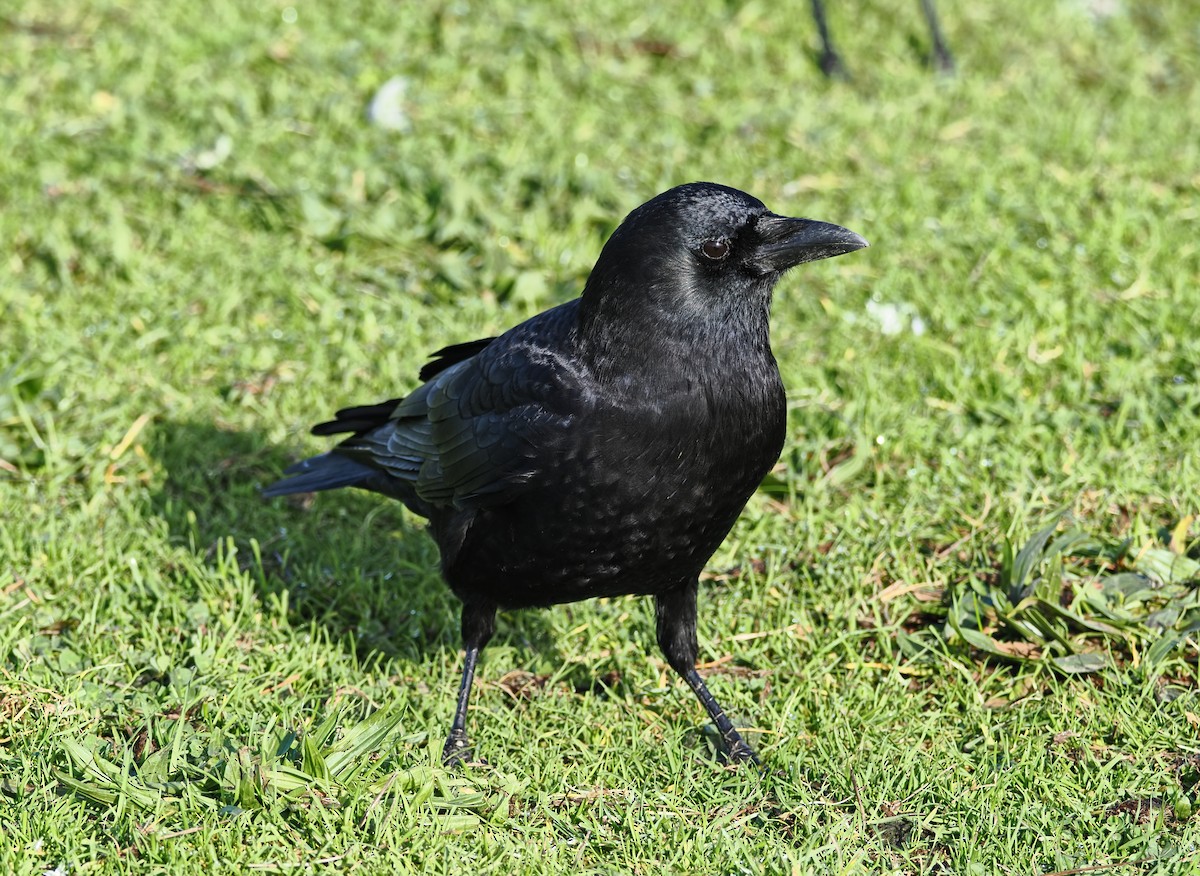 Cuervo Americano - ML646826547