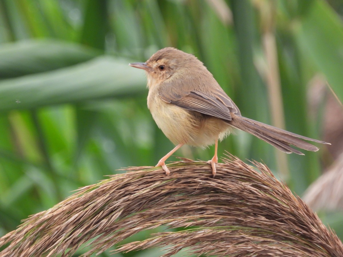 Plain Prinia - ML646826549