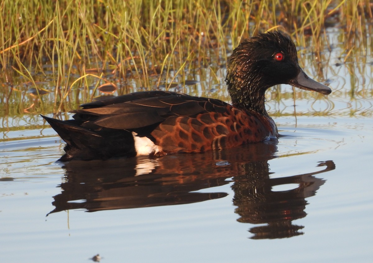 Каштановый чирок - ML646826550